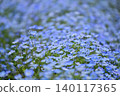 Beautiful scenery of nemophila fields 140117365