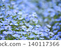 Cute nemophila flower petals 140117366