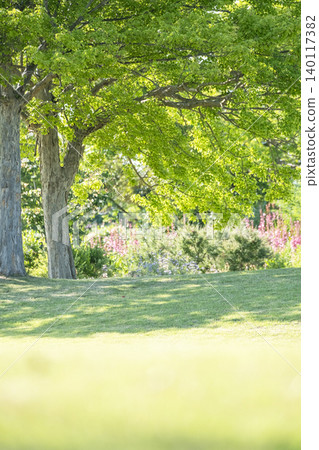 The image of the fresh green leaves sparkling in the shade of the trees in the park. The image of the fresh green leaves sparkling in the shade of the trees in the park. 140117382