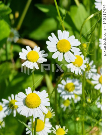 Cluster of Matricaria chamomilla blossoms among green foliage Cluster of Matricaria chamomilla blossoms among green foliage 140117474