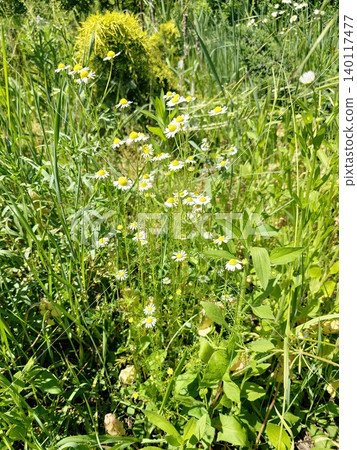 Natural patch of Matricaria chamomilla in a garden setting Natural patch of Matricaria chamomilla in a garden setting 140117477