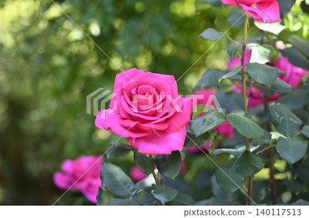 Vibrant pink roses and green quince 140117513