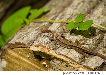 A lizard perched on a tree A lizard perched on a tree 140117615