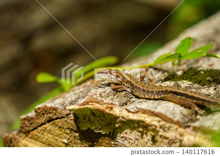 A lizard perched on a tree 140117616