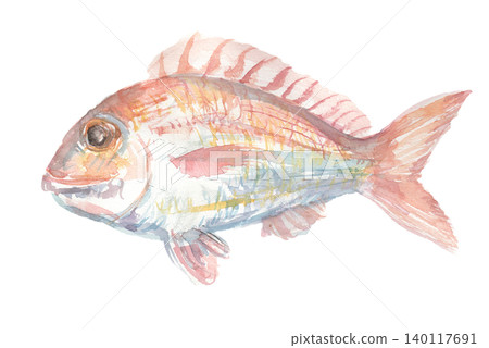 一幅紅鯛魚的水彩插圖 一幅紅鯛魚的水彩插圖 140117691