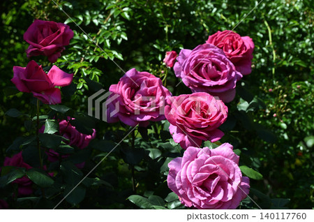 A close-up of a pink rose surrounded by greenery. A close-up of a pink rose surrounded by greenery. 140117760