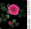 A red rose 140117777