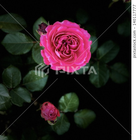 A red rose A red rose 140117777