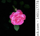 Red roses on black background 140117778