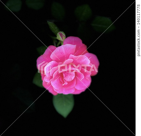 Red roses on black background 140117778