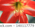 Red Amaryllis Flower 140117779