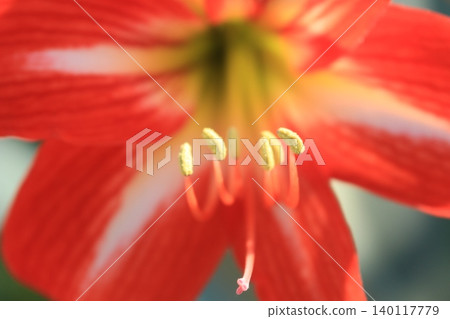 Red Amaryllis Flower 140117779