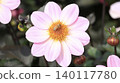 Gazania flowers blooming in the autumn flowerbed 140117780