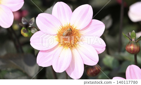 Gazania flowers blooming in the autumn flowerbed 140117780