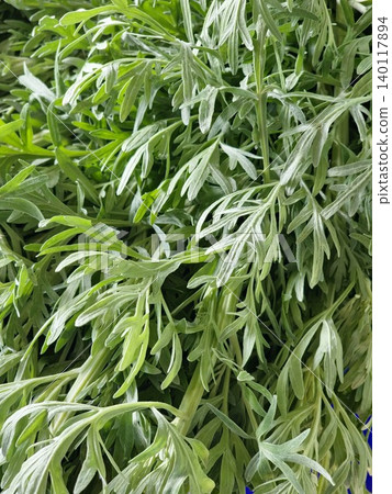 Decorative Artemisia vulgaris foliage with striking silver undersides Decorative Artemisia vulgaris foliage with striking silver undersides 140117894