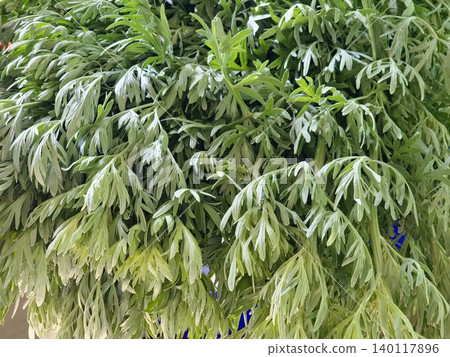 Dense foliage of Artemisia vulgaris displaying silver leaf undersides Dense foliage of Artemisia vulgaris displaying silver leaf undersides 140117896