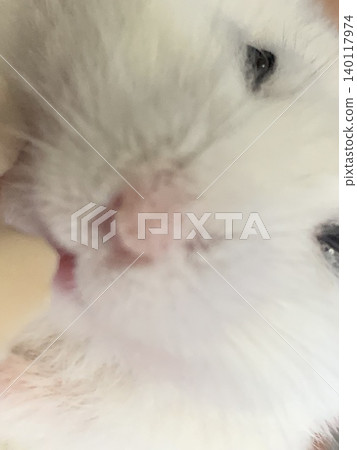Hamster Daifuku eating Churu 140117974