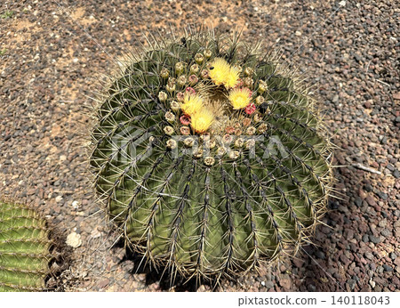 Golden barrel cactus (Echinocactus grusonii) Golden barrel cactus (Echinocactus grusonii) 140118043