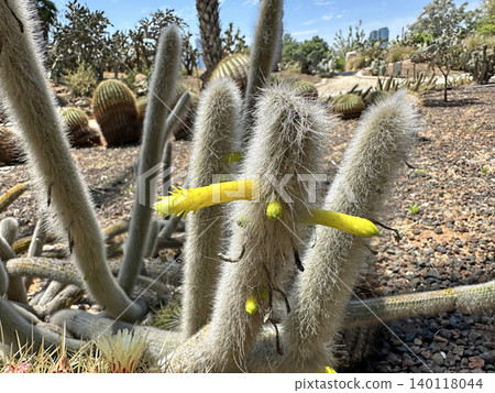 Beautiful blossom Cleistocactus (Cleistocactus ritteri) Beautiful blossom Cleistocactus (Cleistocactus ritteri) 140118044