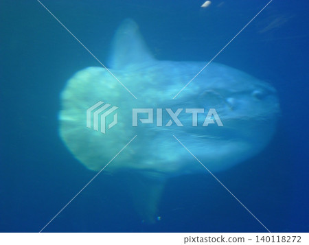 翻車魚 翻車魚 140118272