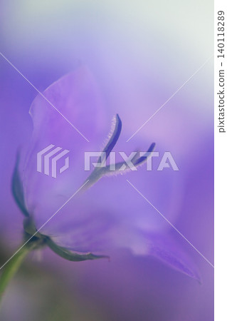 Campanula triana Campanula triana 140118289