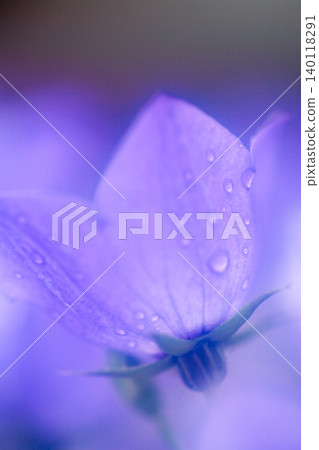 Campanula triana Campanula triana 140118291