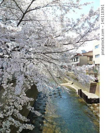 Cherry blossoms in Takadanobaba Cherry blossoms in Takadanobaba 140118361