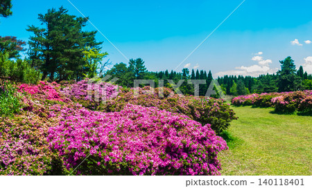 A cluster of Rhododendron kiusianum on Mt. Mannen in Oita Prefecture 140118401