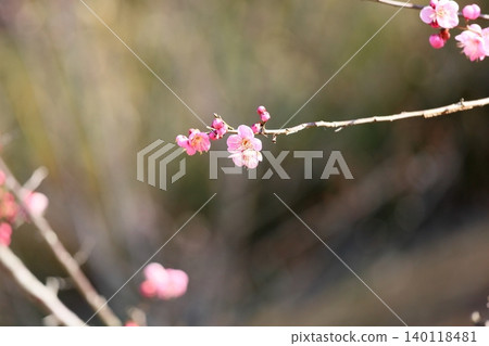 Red plum flower large sake cup Red plum flower large sake cup 140118481