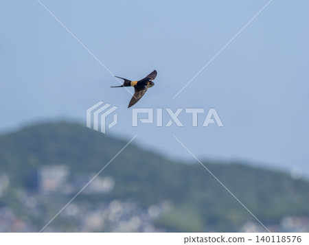 Red-rumped swallows flying around Red-rumped swallows flying around 140118576