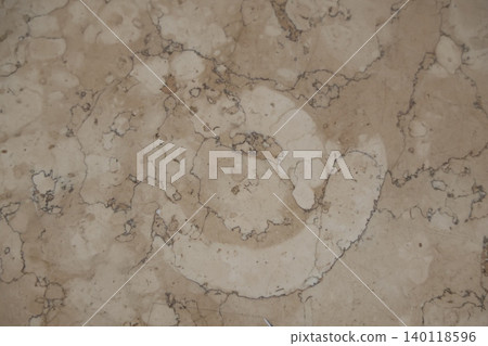 Two ammonite fossils embedded in the floor Two ammonite fossils embedded in the floor 140118596