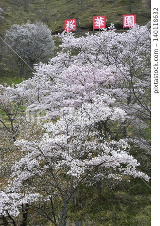環境美化與盛開的櫻花 環境美化與盛開的櫻花 140118632