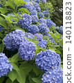 Hydrangea blooming in the rainy season 140118823