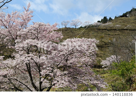 Landscape with a cherry blossom in full bloom Landscape with a cherry blossom in full bloom 140118836