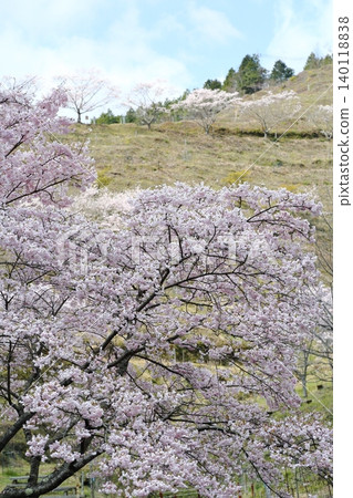 Landscape with a cherry blossom in full bloom Landscape with a cherry blossom in full bloom 140118838