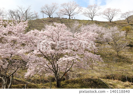 Landscape with a cherry blossom in full bloom Landscape with a cherry blossom in full bloom 140118840