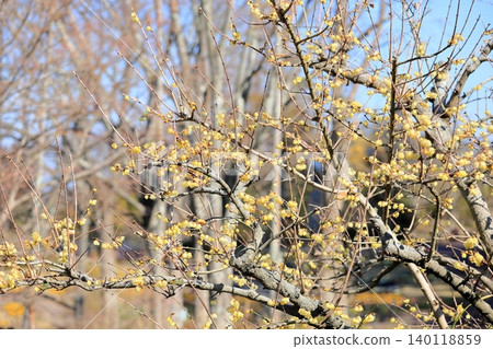 Bright winter jasmine flowers add a touch of winter color. Bright winter jasmine flowers add a touch of winter color. 140118859