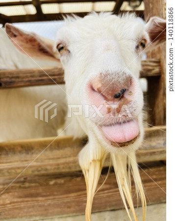 Animals at Trias Petting Zoo Animals at Trias Petting Zoo 140118866
