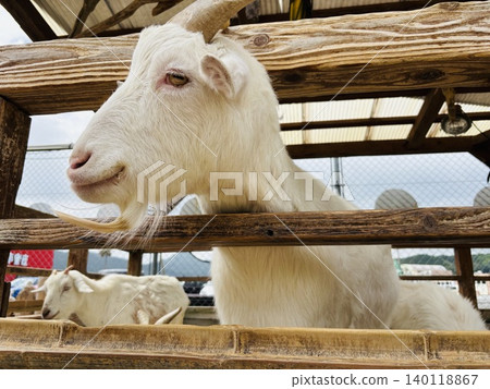 Animals at Trias Petting Zoo Animals at Trias Petting Zoo 140118867