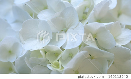 Hydrangea flowers, close-up, early summer floral scenery Hydrangea flowers, close-up, early summer floral scenery 140118940