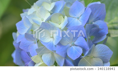 Hydrangea flowers, close-up, early summer floral scenery Hydrangea flowers, close-up, early summer floral scenery 140118941