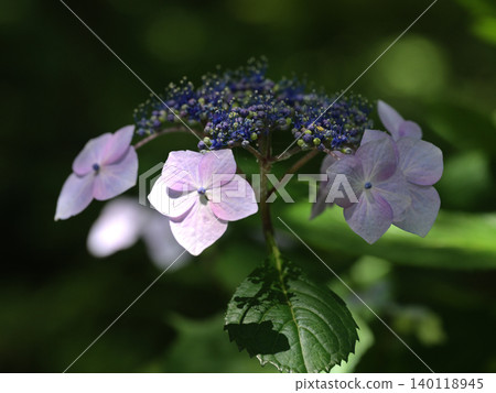 Hydrangea flowers, close-up, early summer floral scenery Hydrangea flowers, close-up, early summer floral scenery 140118945