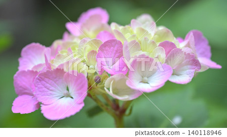 Hydrangea flowers, close-up, early summer floral scenery Hydrangea flowers, close-up, early summer floral scenery 140118946