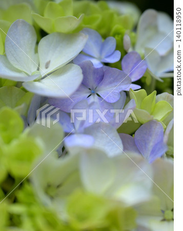 Hydrangea flowers, close-up, early summer floral scenery Hydrangea flowers, close-up, early summer floral scenery 140118950