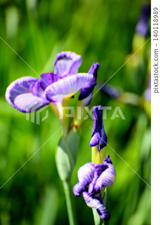 Mizumoto Park: Beautifully blooming irises Mizumoto Park: Beautifully blooming irises 140118989