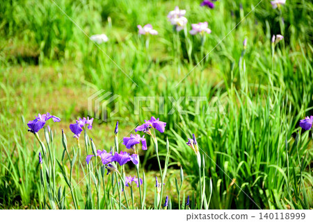 Mizumoto Park: Beautifully blooming irises 140118999