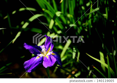 Mizumoto Park: Beautifully blooming irises Mizumoto Park: Beautifully blooming irises 140119005