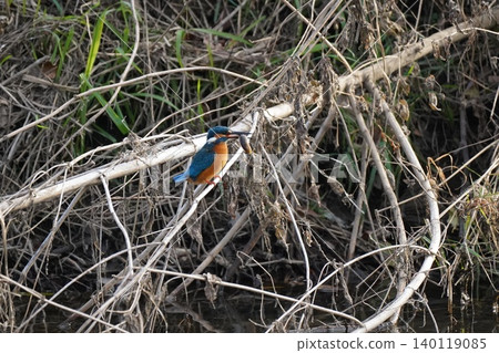 Kingfisher Kingfisher 140119085