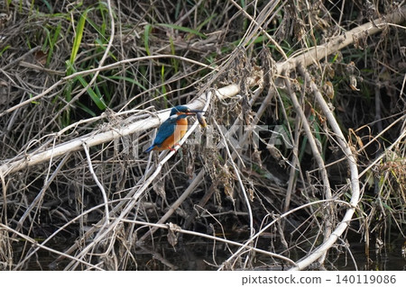 Kingfisher Kingfisher 140119086