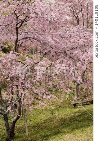 Landscape with a cherry blossom in full bloom Landscape with a cherry blossom in full bloom 140119109